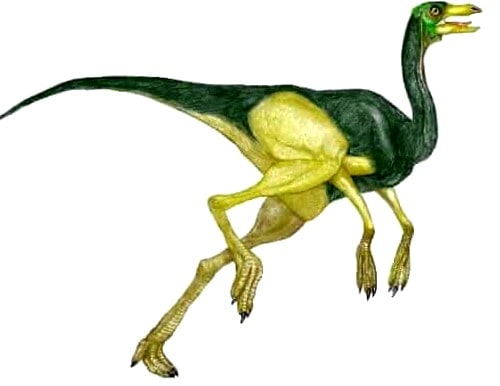 ornithomimus
