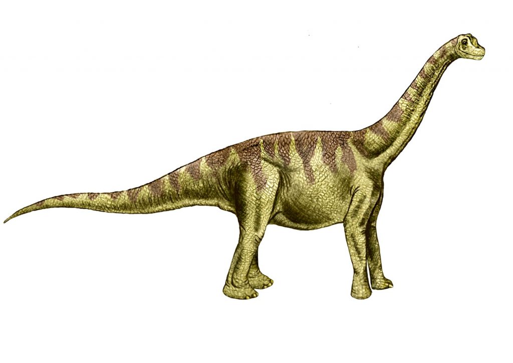sauropodae