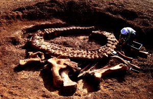 archäologischer dinosaurier fund