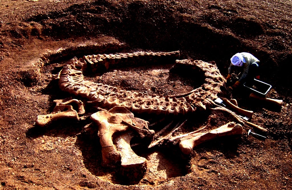 Die Web über Dinosaurier - Dino Info, Dino Datenbanken und vieles mehr!!! ⋆ Dinosaurierwelt.com