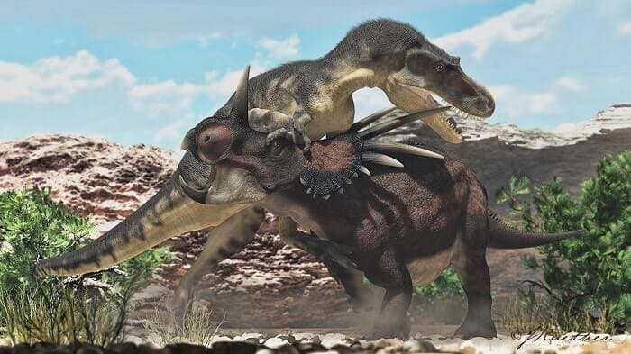 styracosaurus gegen gorgosaurus