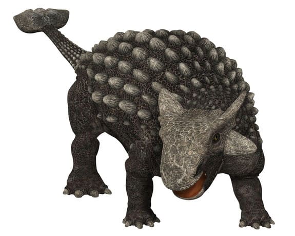 Ankylosaurus