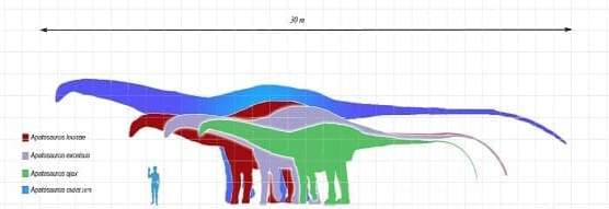 Apatosaurus Vergleich