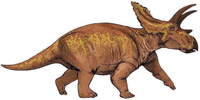 Anchiceratops Bild