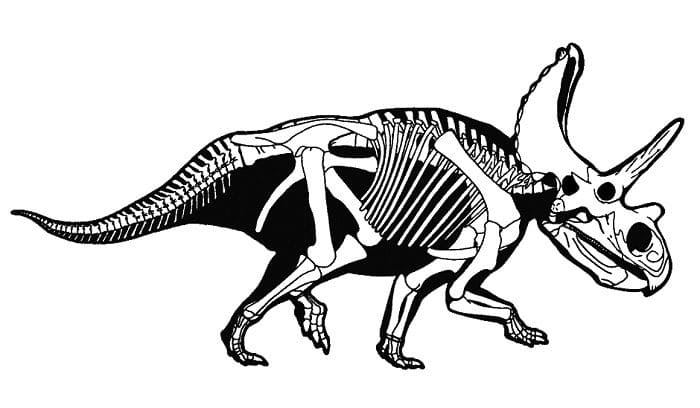 Beschreibung Anchiceratops
