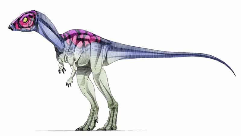 Mikropachycephalosaurus Bild
