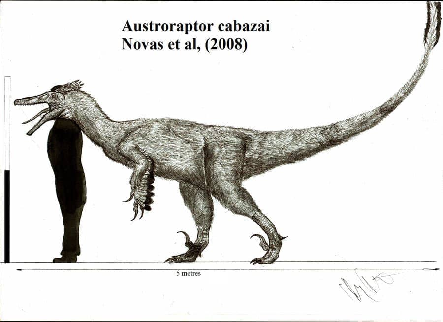 Austroraptors Größenvergleich