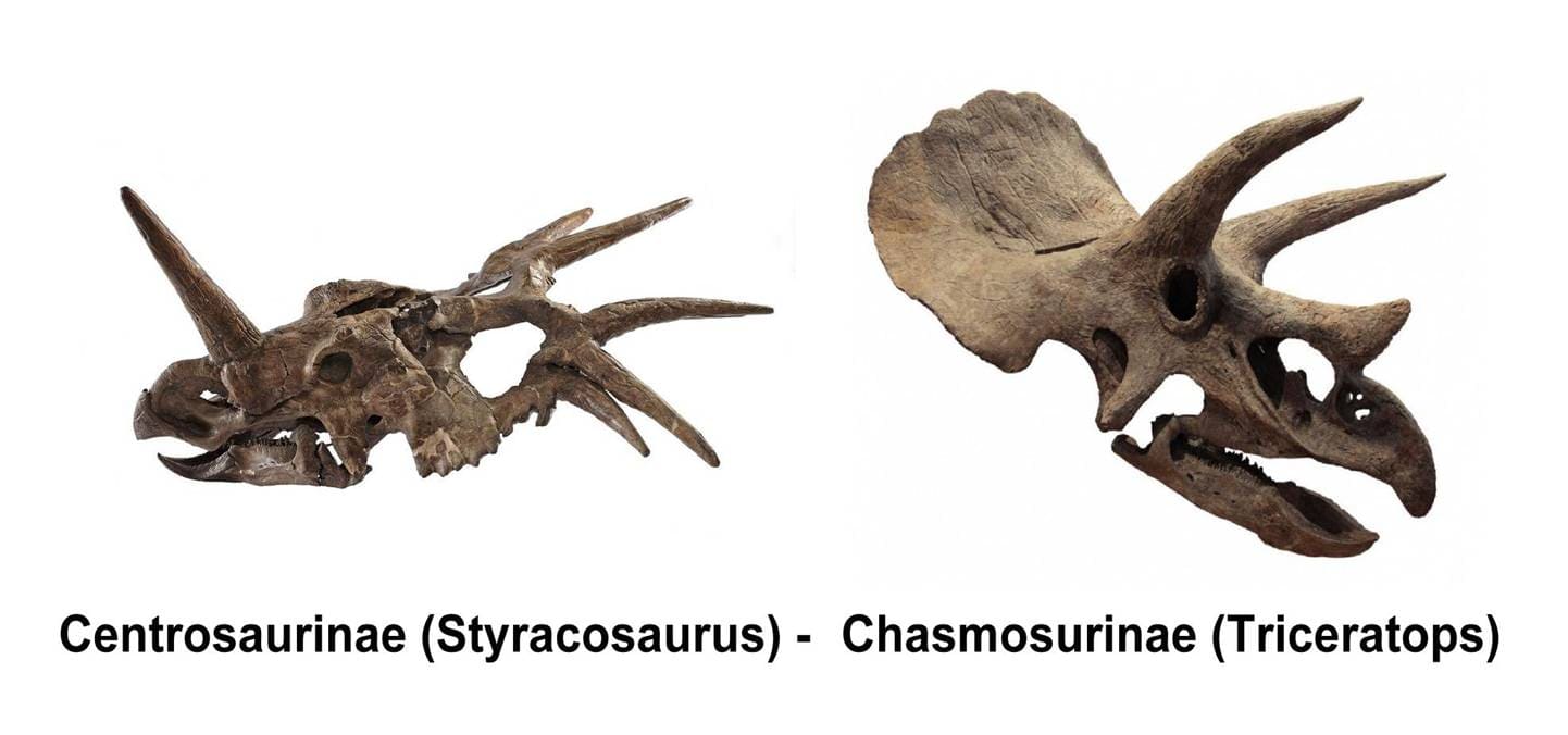 Triceratops Schädel Skelett