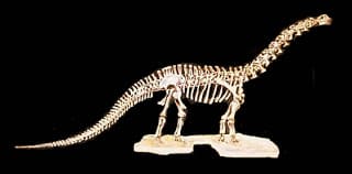 Apatosaurus Skelett