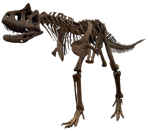 carnotaurus skelett 