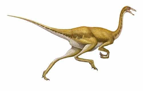 Gallimimus Dinosaurier