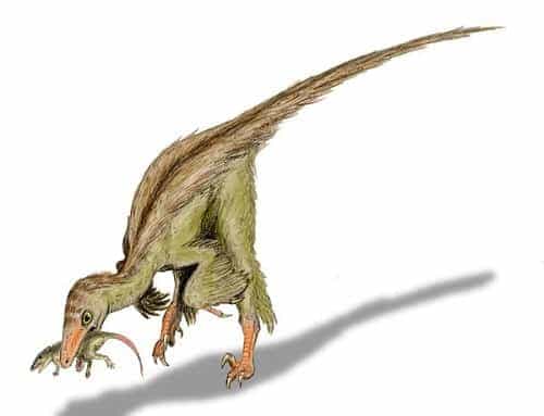 Troodon Dinosaurier