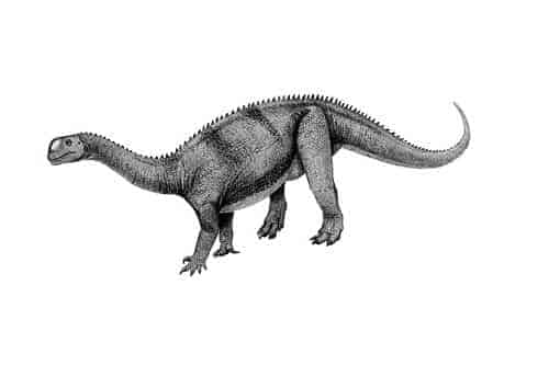 Yimenosaurus Dinosaurier