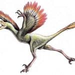 Bambiraptor