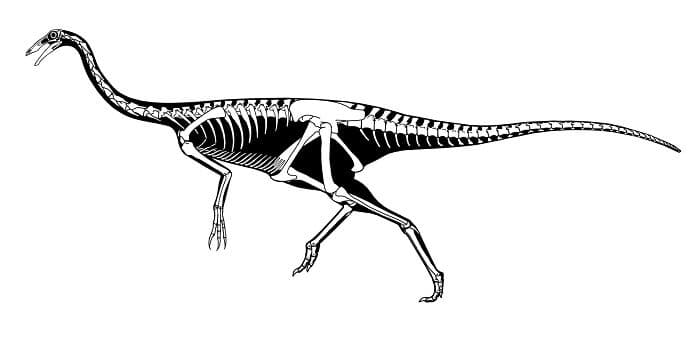Ornithomimus Skelett