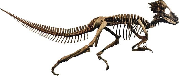 Pachycephalosaurus Skelett