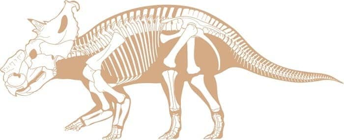 Pachyrhinosaurus Skelett