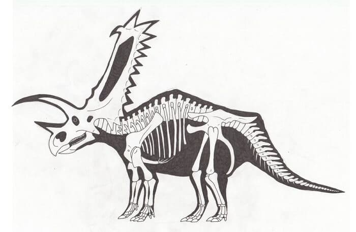Pentaceratops Skelett