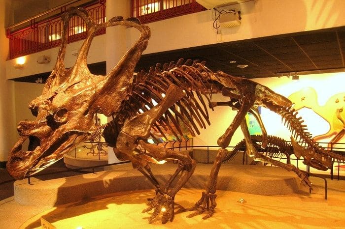 Chasmosaurus - Academy of Natural Sciences of Drexel University in Philadelphia