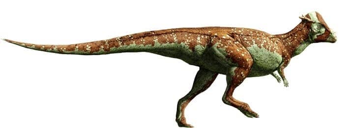 pachycephalosaurus bild