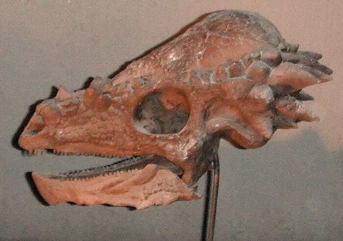 Pachycephalosaurus Schädel