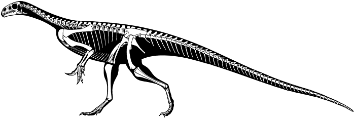 Anchisaurus Skelett