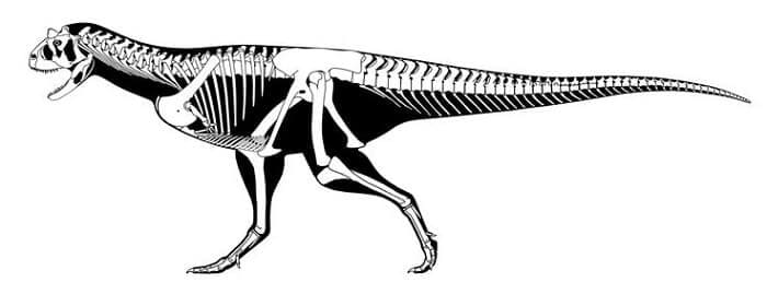 Carnotaurus bild