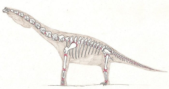  Giraffatitan Skelett