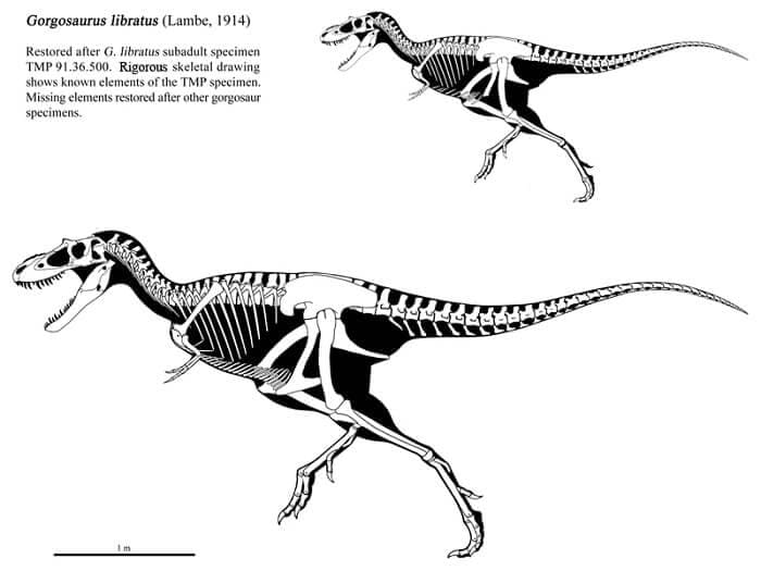 Gorgosaurus Beschreibung