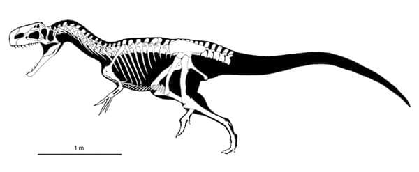 Monolophosaurus Skelett