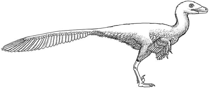 Troodon Beschreibung