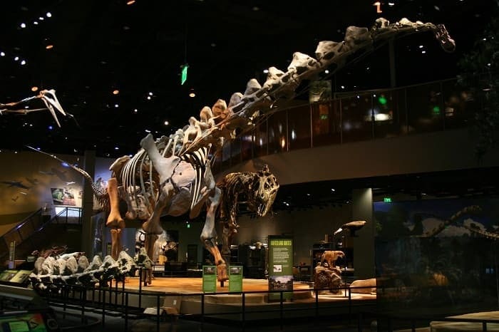 Skelett Alamosaurus Dallas Museum