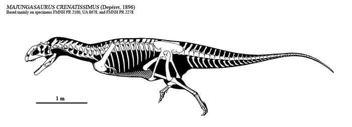  Majungasaurus Skelett