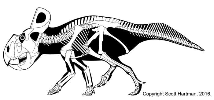  Protoceratops Bild Skelett