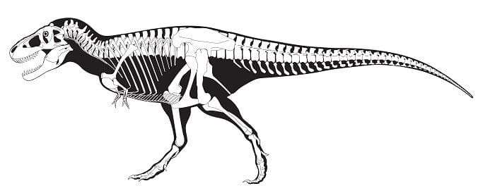  Tyrannosaurus Rex Skelett