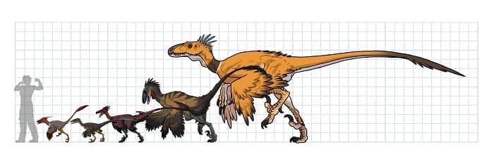 Familie der Dromeosauridae