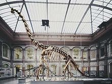 giraffatitan im berliner museum