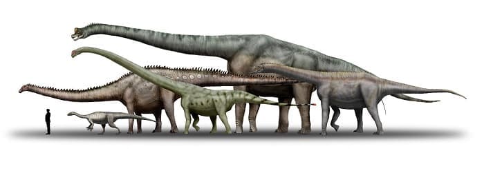 Grössenvergleiche Sauropoda