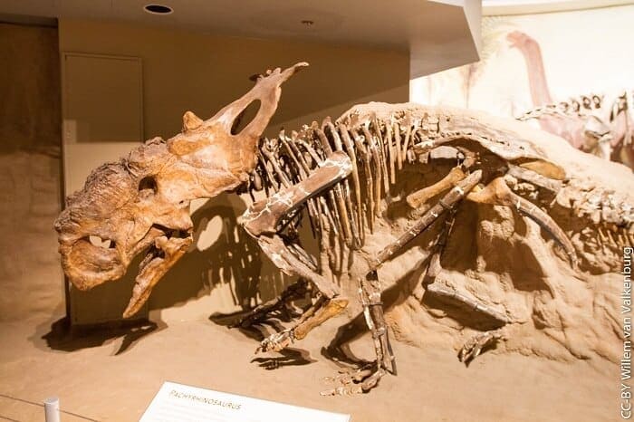 Pachyrhinosaurus Fossil Fund