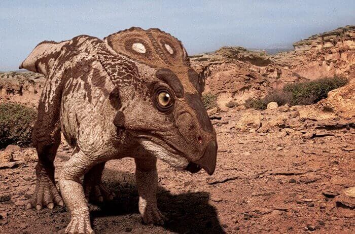 Protoceratops Bild