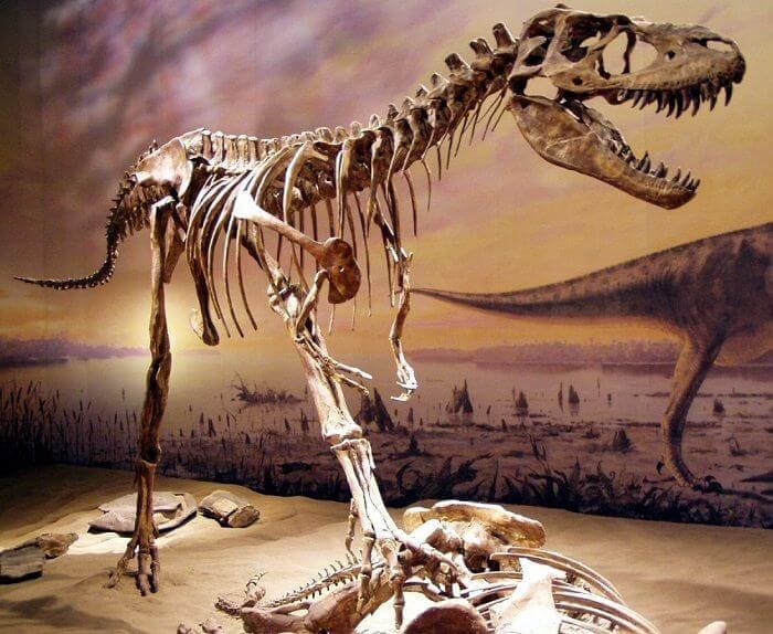 Gorgosaurus Skelett
