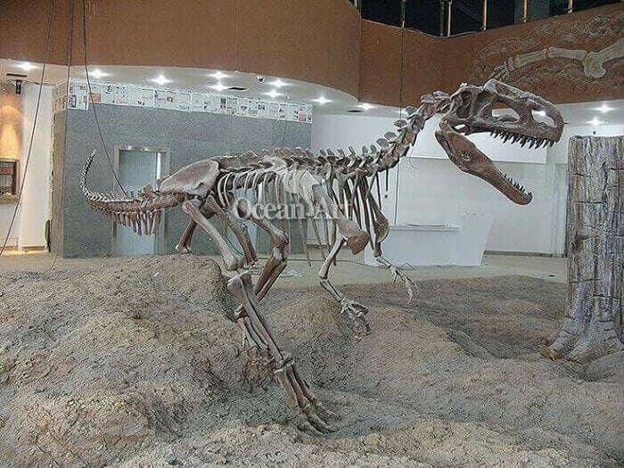 Fossiler Fund des Monolophosaurus Jiangi