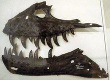 gorgosaurus - kiefer - fossiler fund