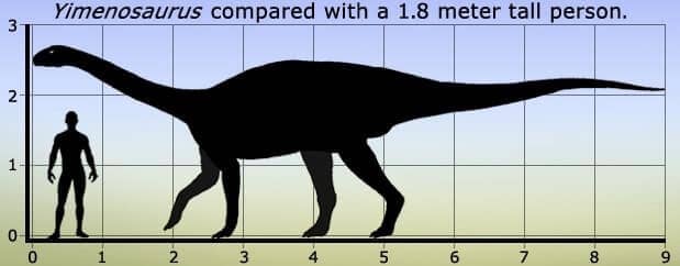  Yimenosaurus Größenvergleich