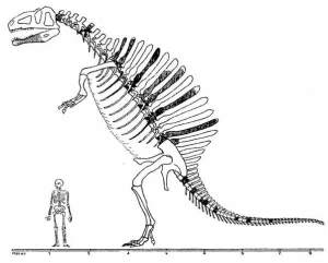 Spinosaurius Vergleich