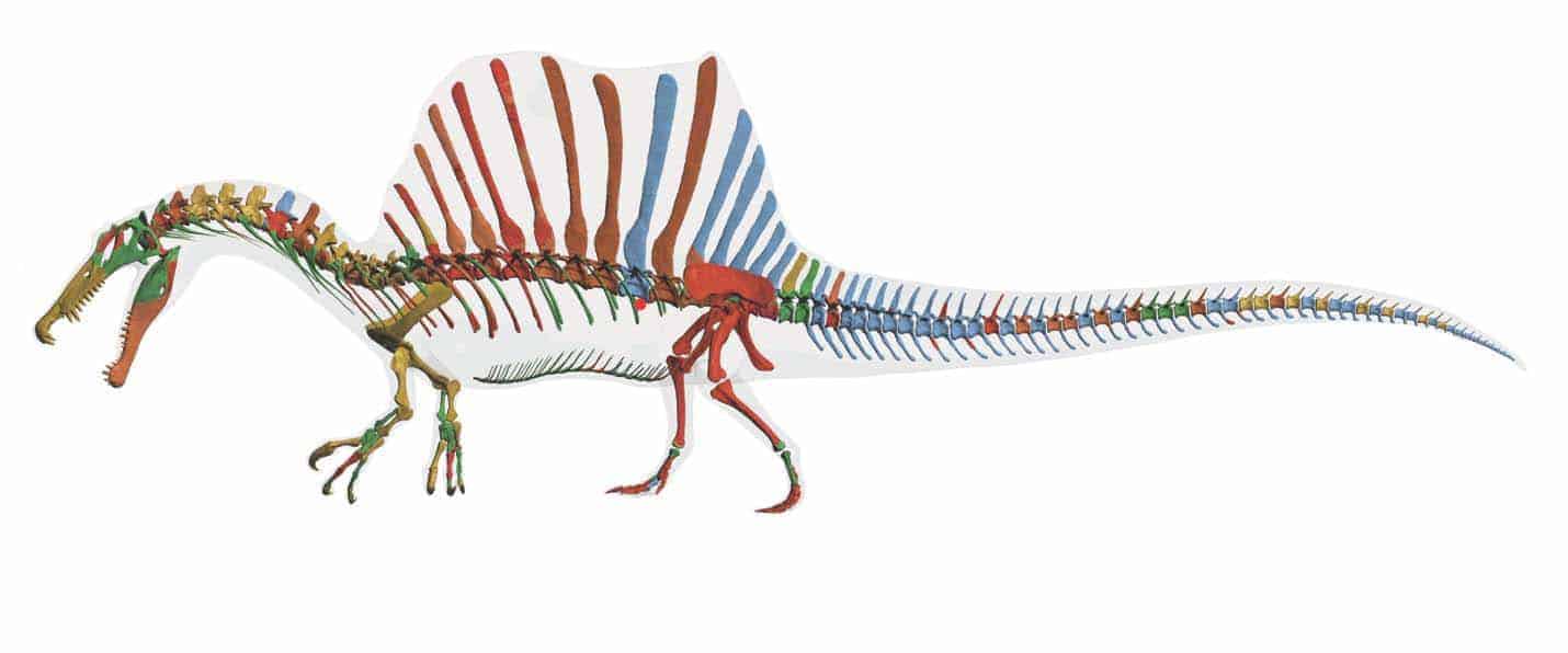 Spinosaurius Skelett bunt