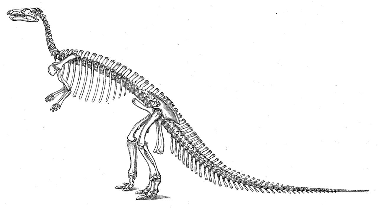 Camptosaurus Skelett