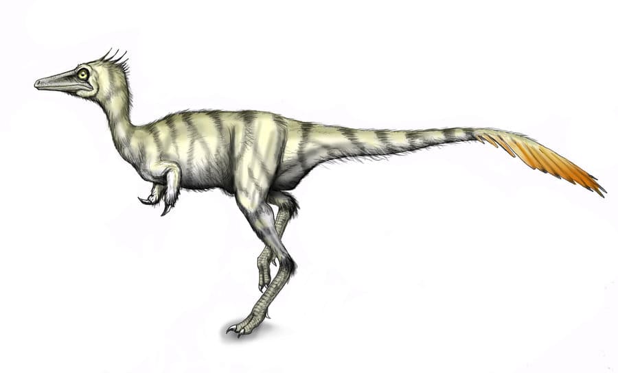 Avimimus Beschreibung