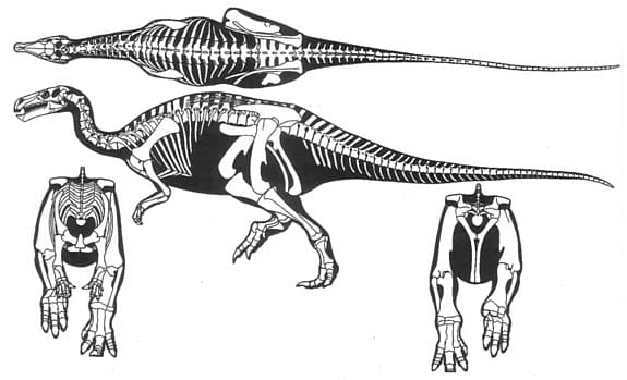 Camptosaurus Telansicht Skelett