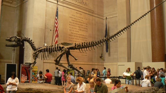 Brontosaurus Ausstellung Fossil